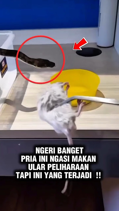 Ngeri! Pria Ini Digigit Ular Peliharaan nya Sendiri #shorts #trendingshorts #viral