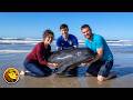 Good Samaritans Rescue a Whale Washed Up on a Beach 👏❤️
