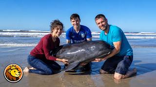 Good Samaritans Rescue a Whale Washed Up on a Beach 👏❤️