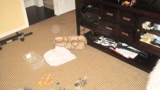 The Lion King Simbas Mighty Adventure Act 2 Part 15 He Lives In You