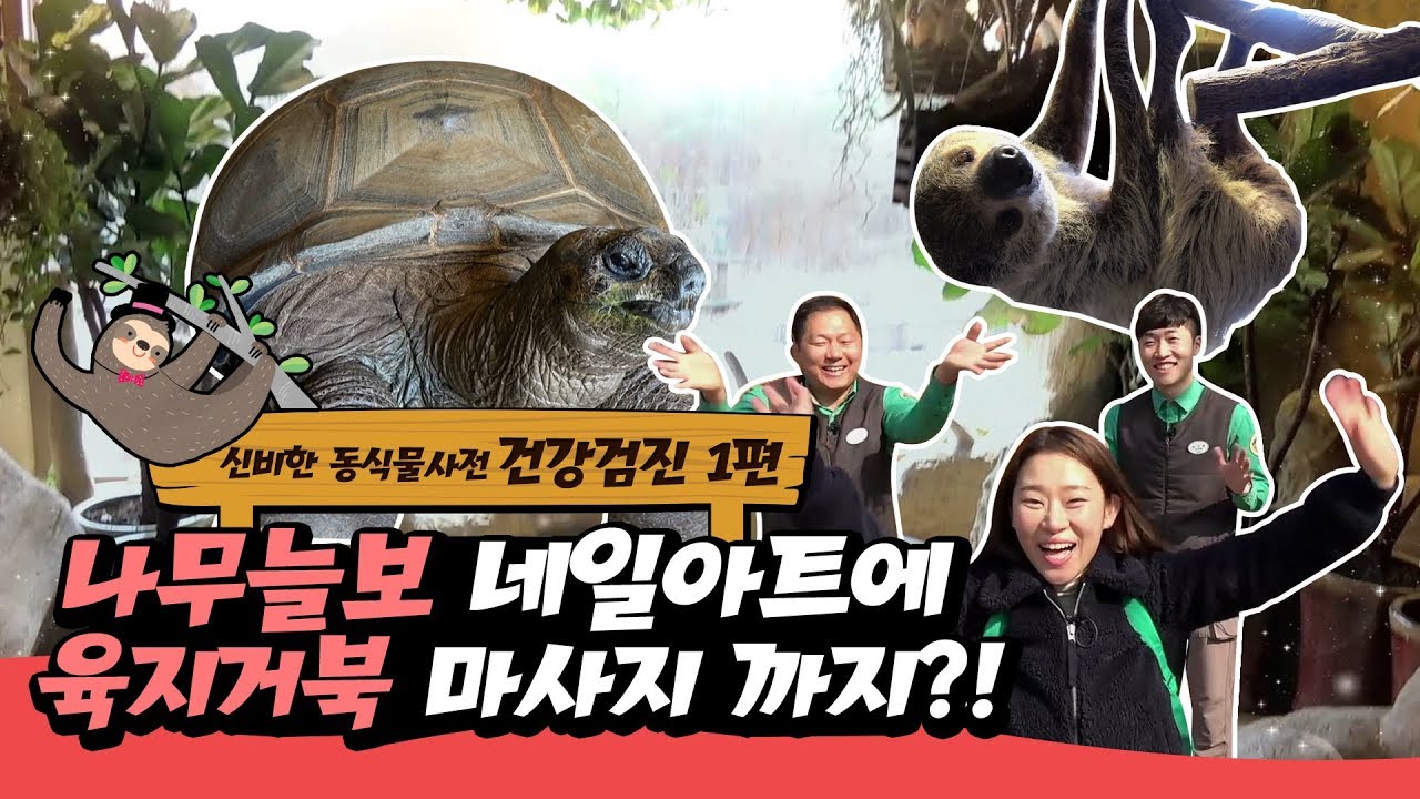 [신비한동식물사전] 세에사앙 느으리인 나무늘보, 앨더브라 육지거북 봄맞이 건강관리 이렇게까지?!!!