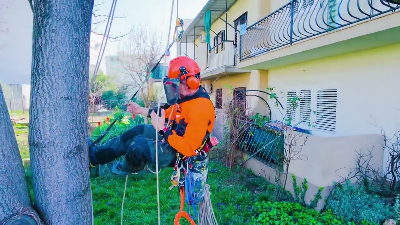 Paulownia tomentosa single day work progress (bug infested). 