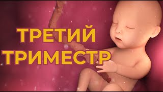 Третий Триместр Беременности. Что Нельзя Беременным в 3 Триместре ?