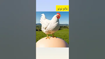 دجاجتي الكبيره 