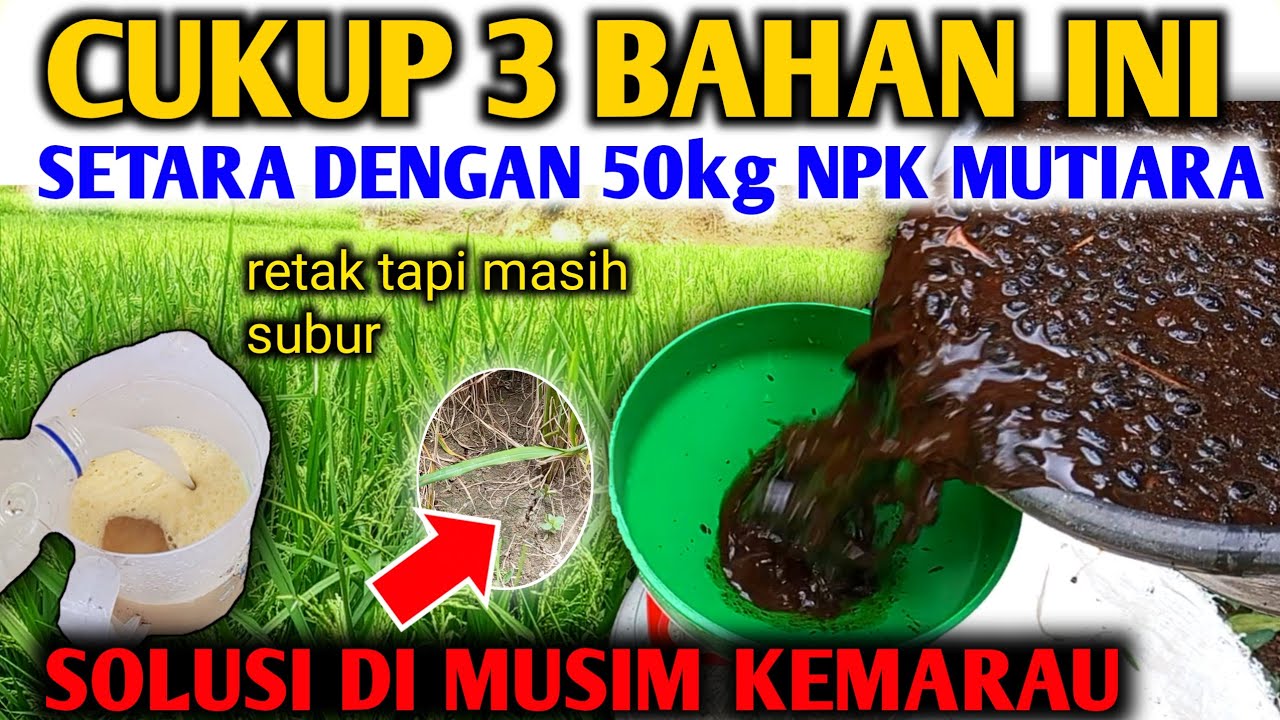 Setara NPK mutiara..!! Cara membuat pupuk organik cair untuk tanaman padi
