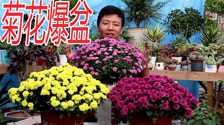 【养养养花花花】开花爆盆的菊花，多养几盆，养护简单，年年开花几百朵，太漂亮了 - 天天要闻