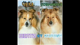 ЧЕМ ОТЛИЧАЮТСЯ ШЕЛТИ ОТ КОЛЛИ? // ГОВОРЯЩАЯ ШЕЛТИ ЛЕССИ! ЧЕМ ОТЛИЧАЮТСЯ ШЕЛТИ ОТ КОЛЛИ? // ГОВОРЯЩАЯ ШЕЛТИ ЛЕССИ!
