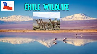 Chile Wildlife | Andes, Patagonia & Exotic Animals | Soft Meditation Background screenshot 5