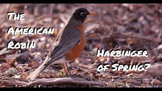The American Robin: Harbinger of Spring?