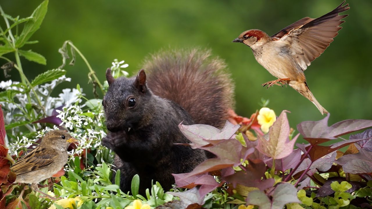 Cat and Dog TV - Birds, Squirrels and Chipmunks in Spring Garden