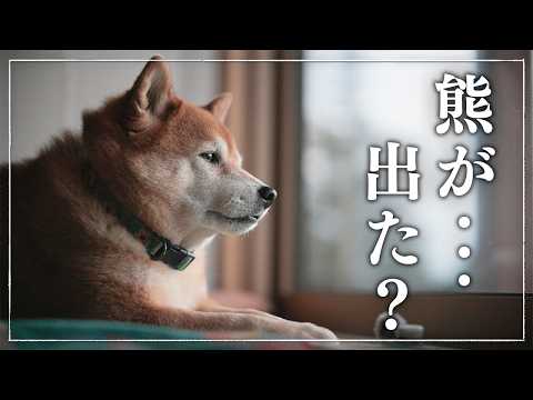 Shiba Inu Takechiyo - YouTube