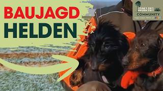 Heldenhafte Teckel Jagen Dachs, Fuchs Und Marderhund. Raubwildjagd Im Kunstbau Hautnah Miterlebt.