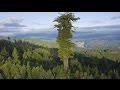 17 BIGGEST Trees in the World