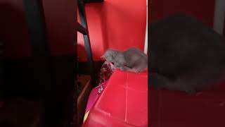 cat kagsus wmsjsow wmsjow emwhs