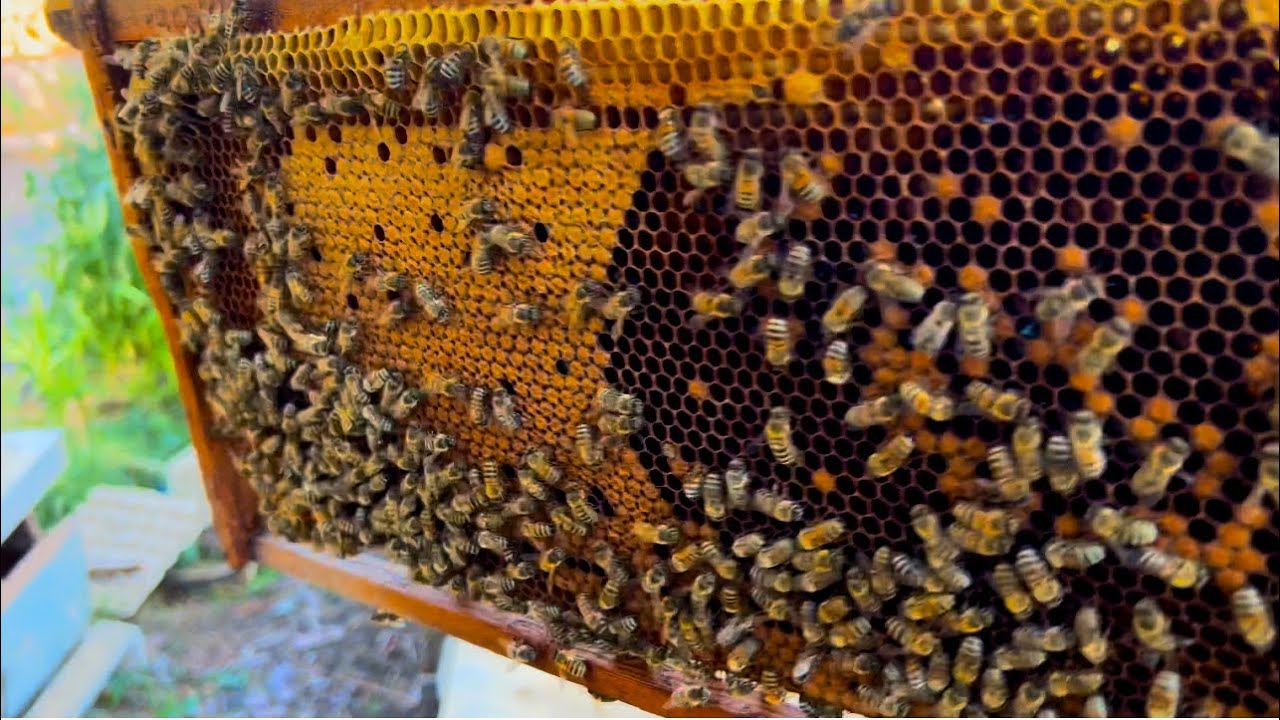 تربيه النحل وارشادات ضروريه للحفاظ على النحل