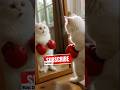 Boxing Cat Gets the Shock of His Life #catshorts #boxingcat #cutecat