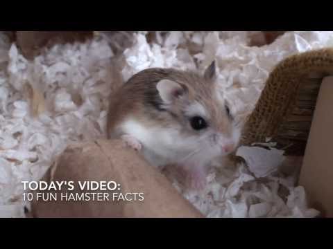 10-fun-hamster-facts