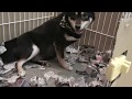 Shiba inu Haru giving birth　黒柴ハル 初めての出産 　破水・陣痛～出産～産後の世話まで