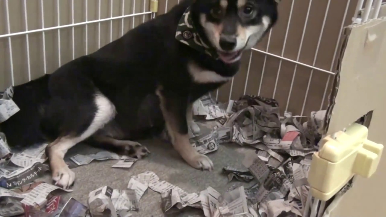 Shiba inu Haru giving birth　黒柴ハル 初めての出産 　破水・陣痛～出産～産後の世話まで