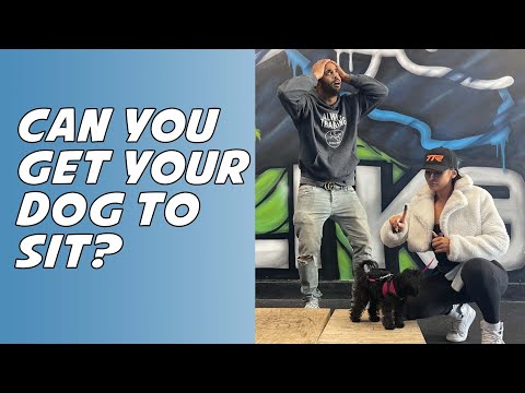 Get Your Dog to Sit - YouTube