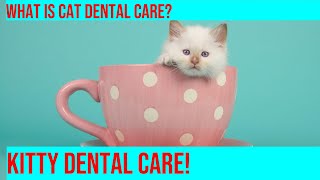 Cat Dental Care: Choosing the Right Products & Maintaining Good Oral Hygiene