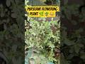 Finally ye podha mere haath lag hi gaya🌿😃😂| Purslane#garden #trending #shorts #comedy #flowers #love