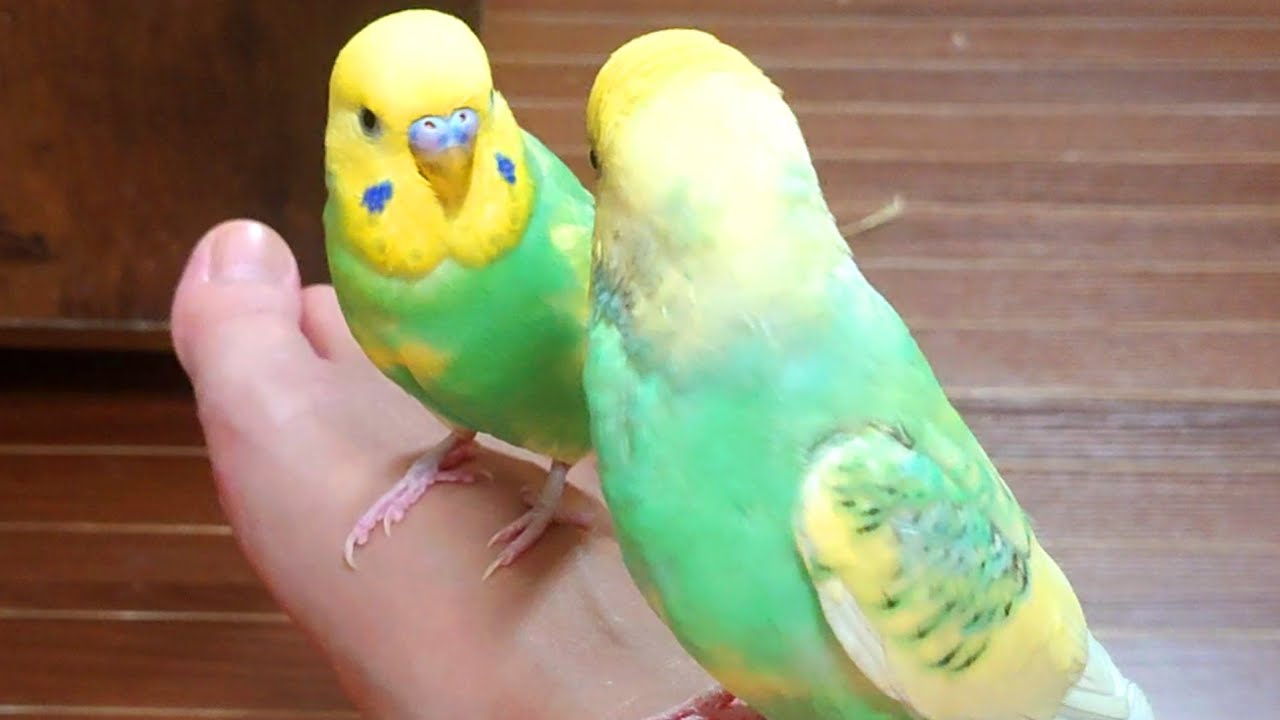 インコの母 パパの遊んでいるモノが欲しい/セキセイインコ家族/生後6ヶ月目の幼鳥