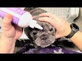 Can This Frenchie Handle a Nail Makeover?