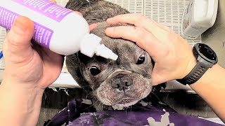 Can This Frenchie Handle a Nail Makeover?