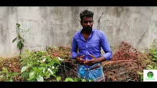 Nanthiyavattai poo valarpu | நந்தியாவட்டை பூ வளர்ப்பு |TMC flower cultivation