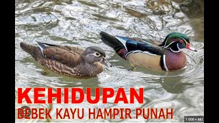 BEBEK KAYU   anak bebek kayu baru menetas  langsung terjun bebas dari sarang yang tinggi