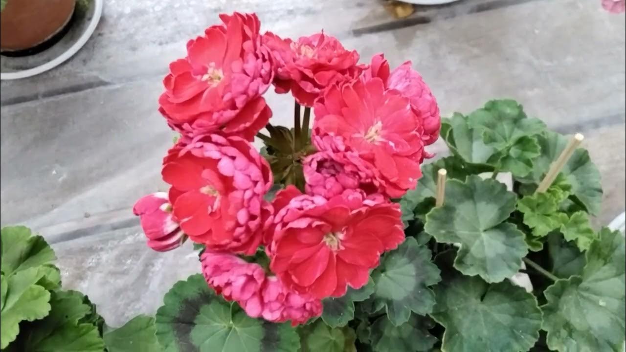 Ева флай пеларгония фото и описание сорта