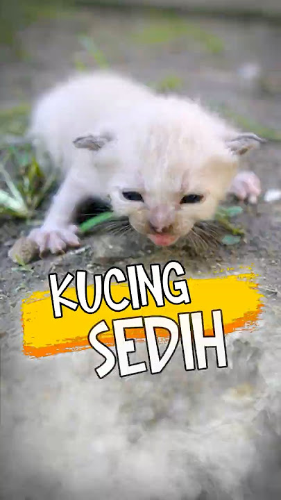 Kucing Sedih