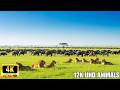 4K Wildlife Exploration: Kruger National Park, South Africa - Captivating Safari Film with African