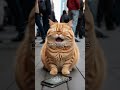 Cat's phone broken #9cutecat #cat #funny #kitten #cute #shorts #funnycats #story #catlover #cutecat