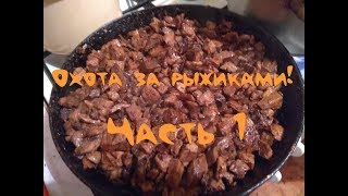 По грибы, за рыжиками! Часть 1.