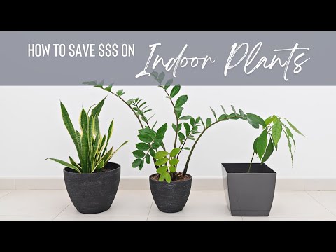 How to Save Money on Indoor Plants | Catherine Arensberg