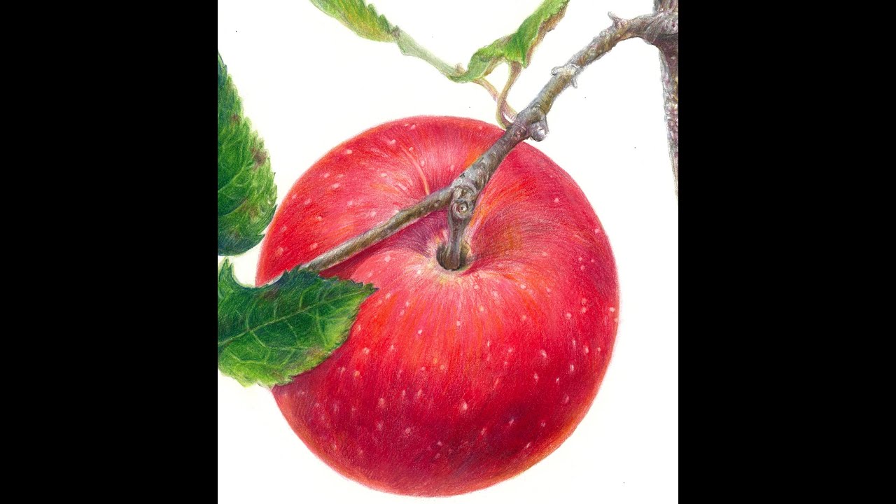 @루비 보태니컬아트 @Ruby_Artstudio9: 사과_구(sphere)의 응용 채색하기