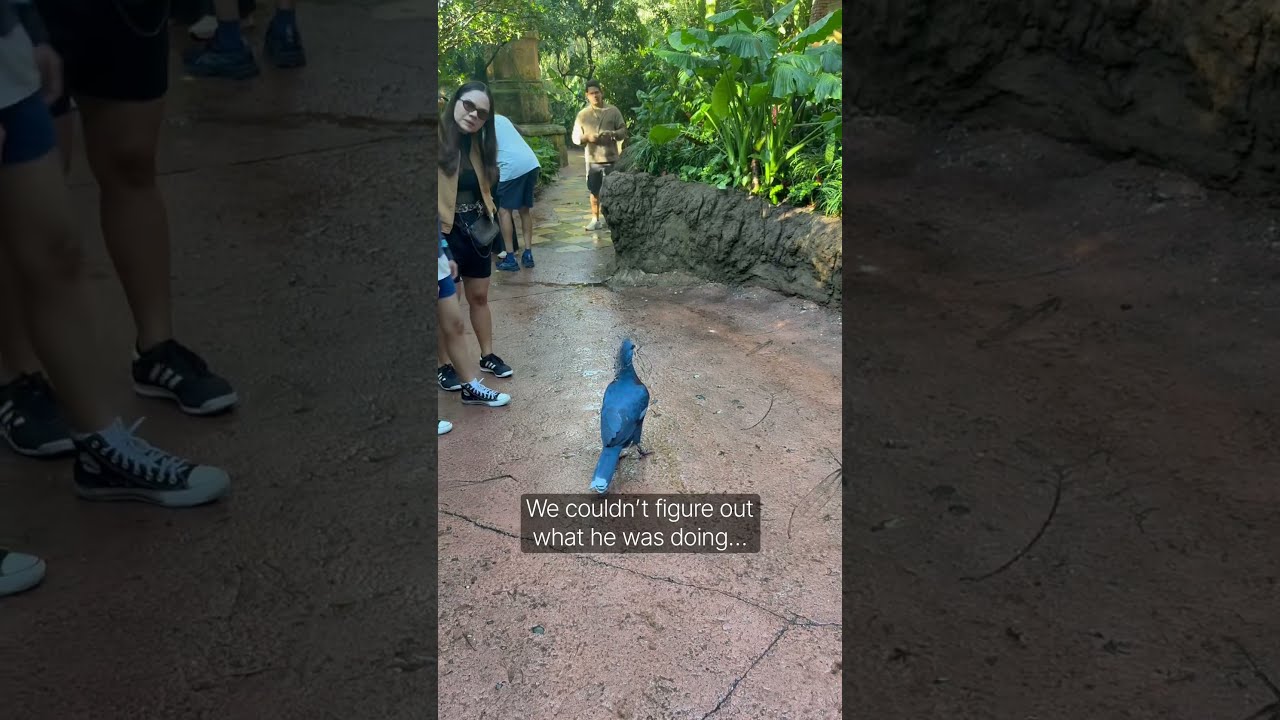 This bird had one mission...