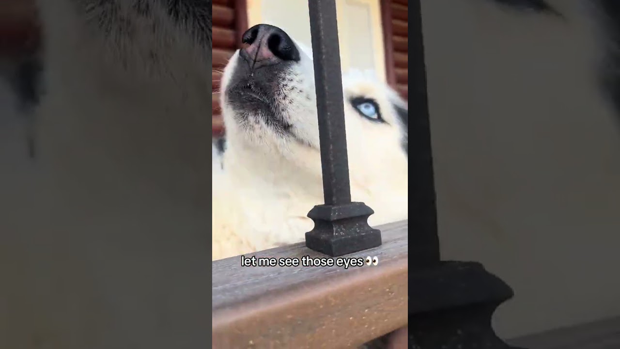 @steinwaywolf88: Время для Вольфа и Сапфира. 💙💖🐾 