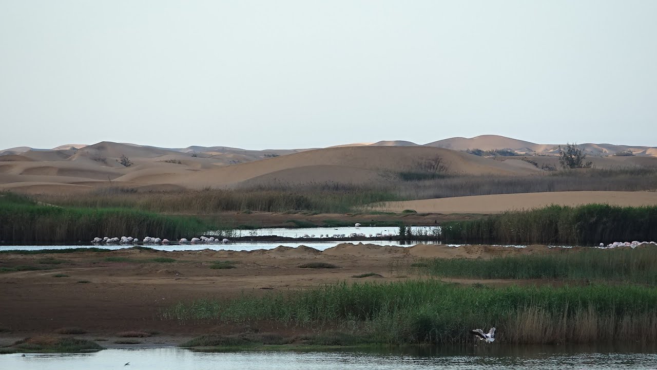 Namibia Birding Oct 2021