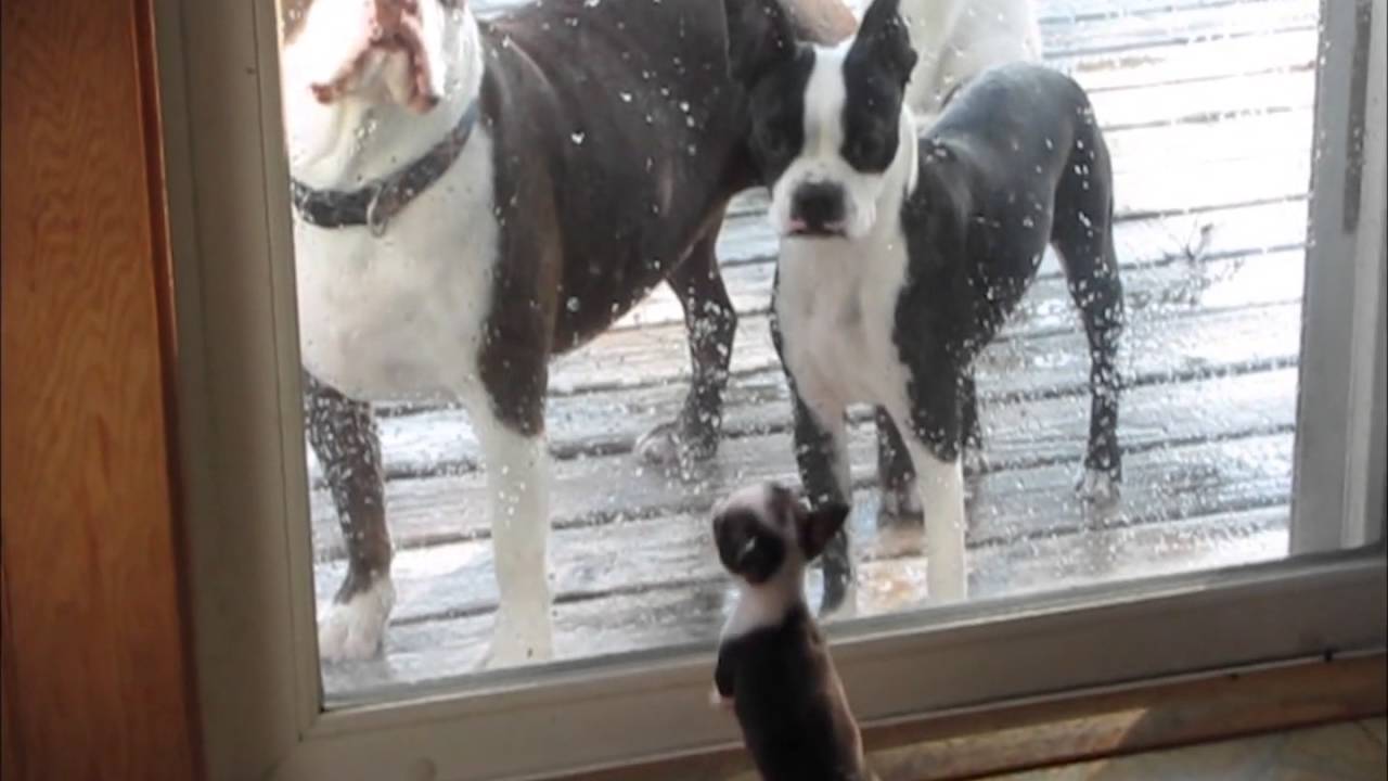 pitbull boston terrier mix puppy