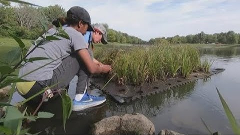 Girls in STEM | Learn how a floating wetland helps purify water