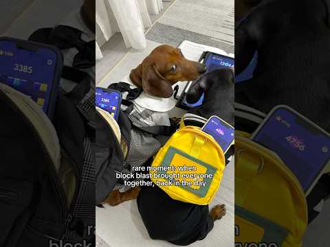 Rare Moment Happened That Day Blockblast Backtoblockblast Dog Dogs 