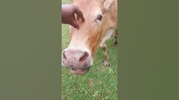Sapi lucu | Lembu | Lembu Lucu | Suara Sapi | Sapi moo | #sapi #takurwinrimba