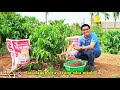 PHÂN BÓN HỮU CƠ GÀ VI SINH - BÍ QUYẾT CHO VƯỜN CÂY KHỎE MẠNH, NĂNG SUẤT CAO!| Thuỷ Kim Sinh