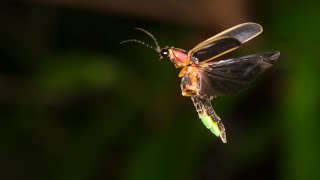 Where have all the fireflies gone?