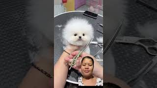 Look so cute a little dog ? shortvideo funny video viralvideo pets