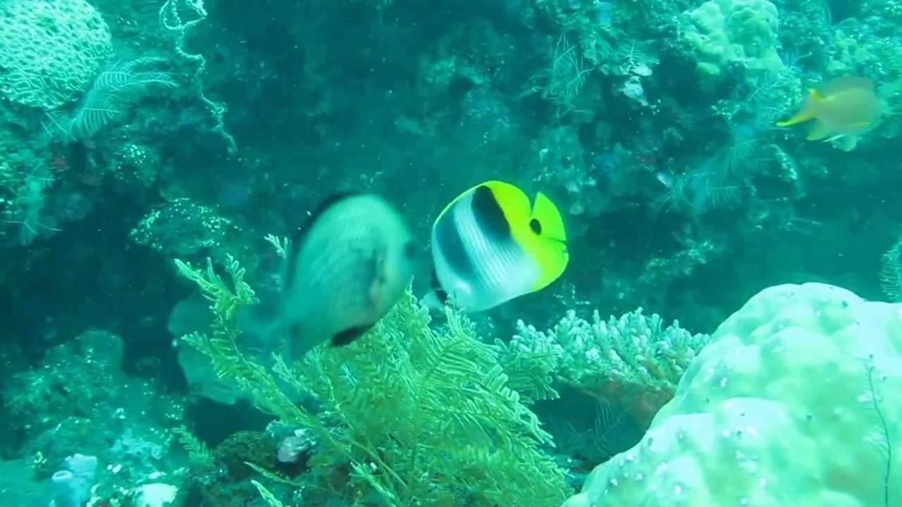 Double Saddleback Butterfly Fish