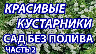 видео: Красивые кустарники для посадки на сухих солнечных участках. Создаем сад с минимальным уходом.Часть2 картинка: Красивые кустарники для посадки на сухих солнечных участках. Создаем сад с минимальным уходом.Часть2